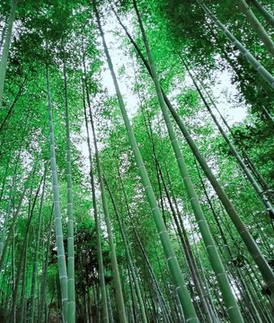 竹林