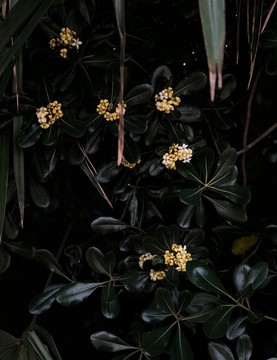 海桐花