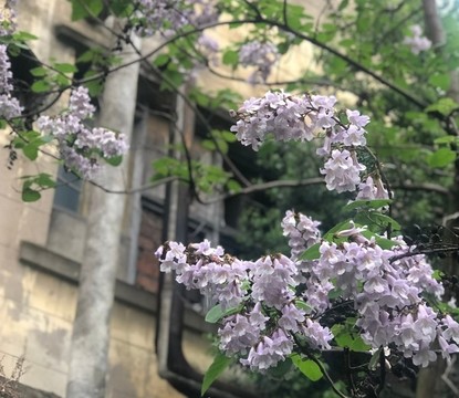 丁香花