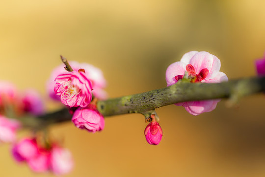 紅梅花