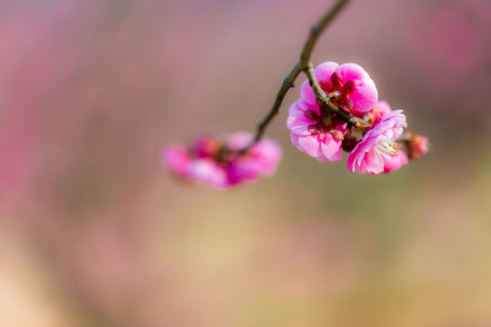 紅梅花