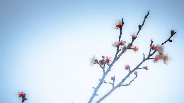 白梅花