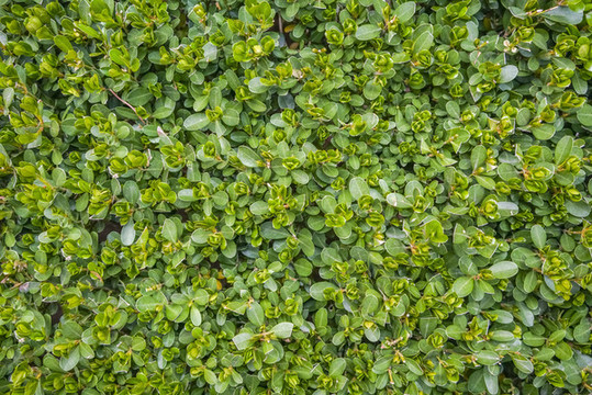 綠植墻
