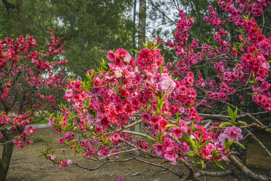 桃花高清大圖