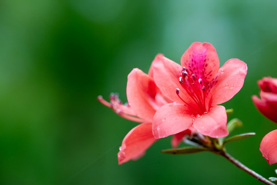 杜鵑花