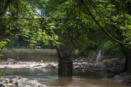 榕樹(shù)與老橋