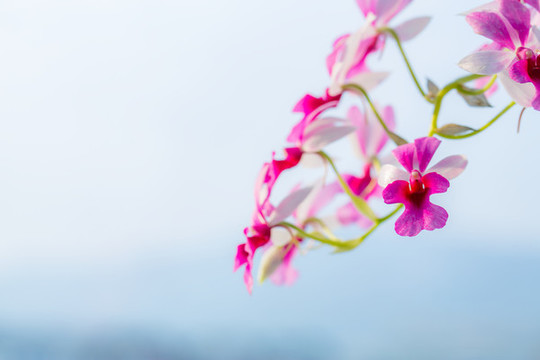 紫色小花