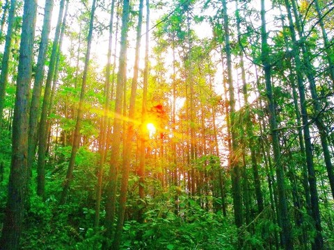 夕陽下的松樹林