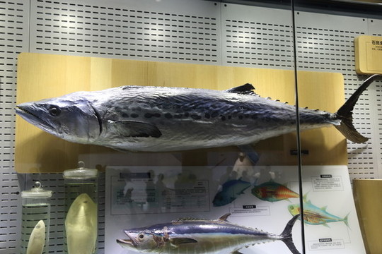 金槍魚