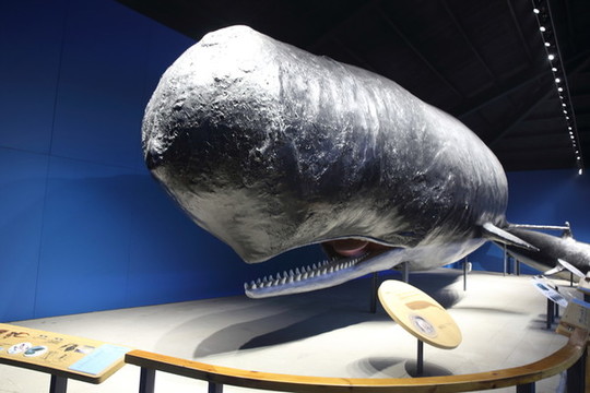 鯨魚