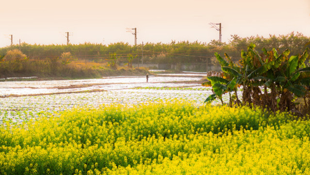 油菜花田