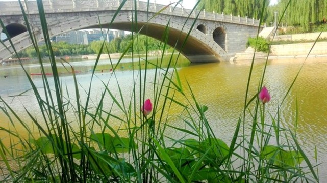 荷花與橋