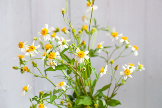 盛開(kāi)的小雛菊特寫(xiě)