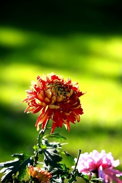 菊花