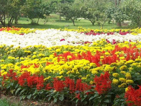 春花