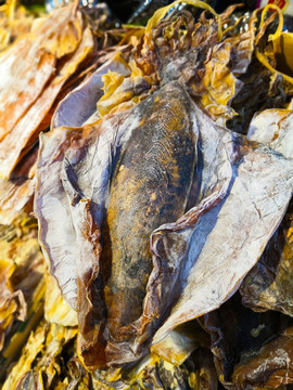 墨魚(yú)