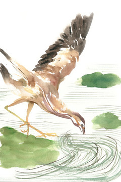 捕魚的水鳥
