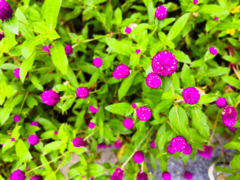 拍照花朵