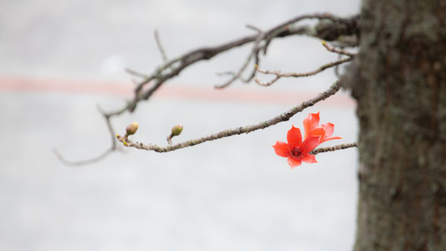 木棉花