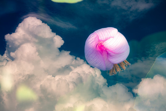 夢(mèng)幻荷花