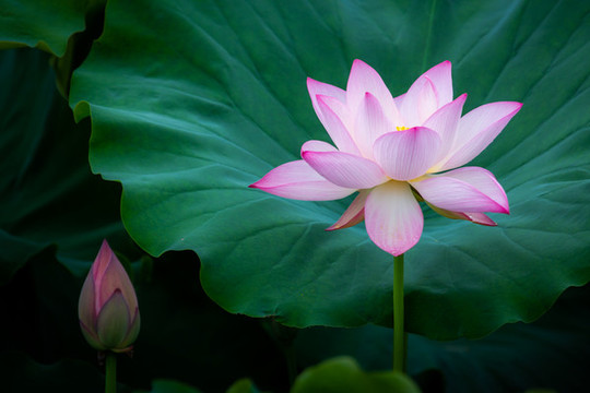 荷花