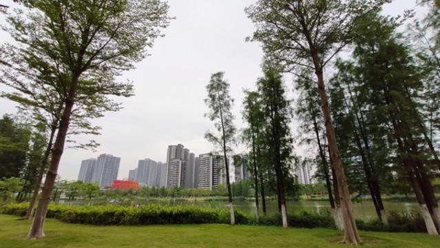 小樹林河道草地