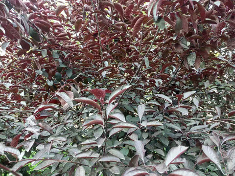 樹葉