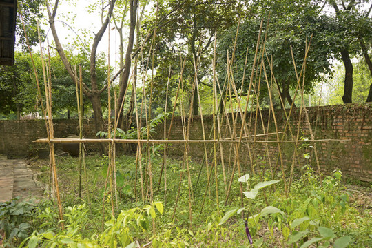 菜園