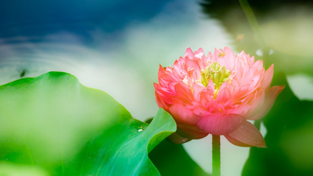 夢(mèng)幻千瓣蓮