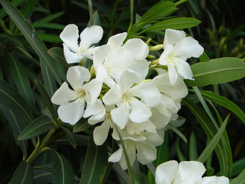 白花夾竹桃