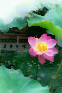 荷花