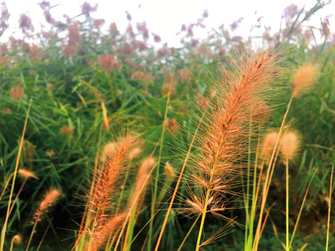 野草