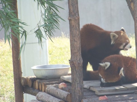 小熊貓