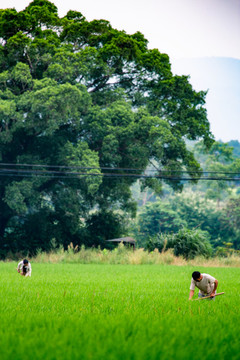 田間地頭