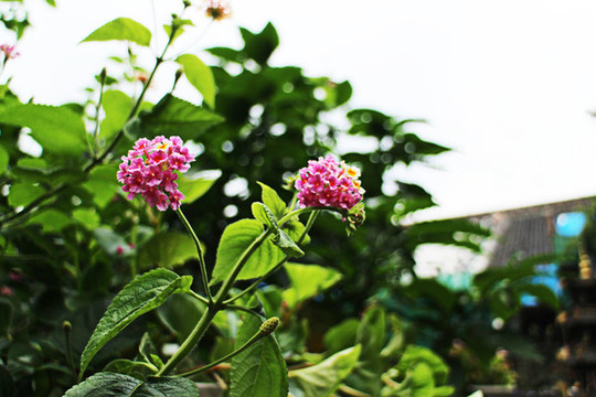 紅花綠葉