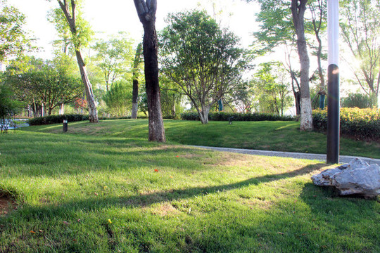 綠色健康湖居生活公園草地樹林