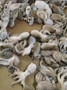 魷魚(yú)