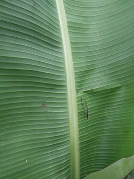 香蕉葉