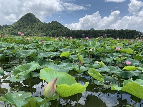 荷花