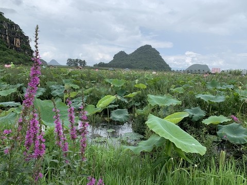 荷池