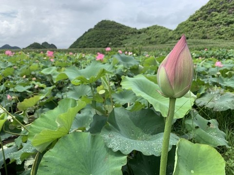 荷花