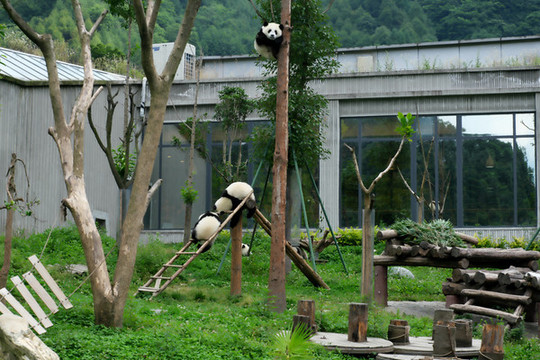 熊貓小學(xué)