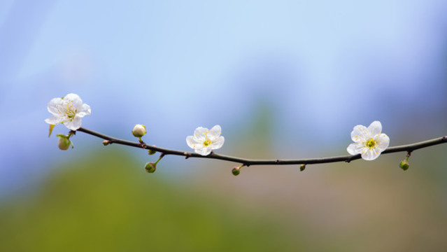 白梅花