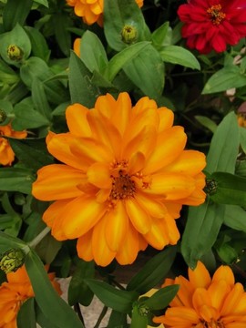 百日菊