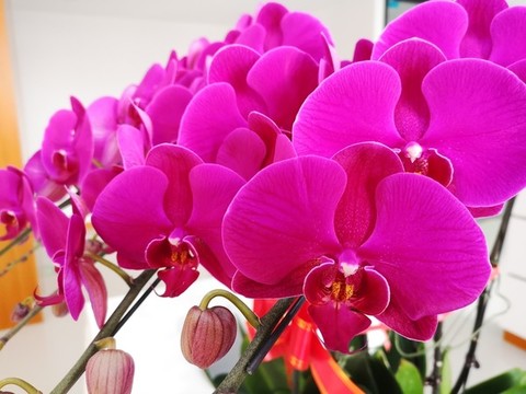 蝴蝶蘭