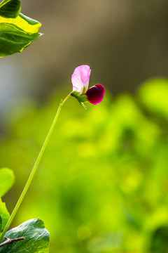 豌豆花