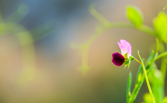 豌豆花