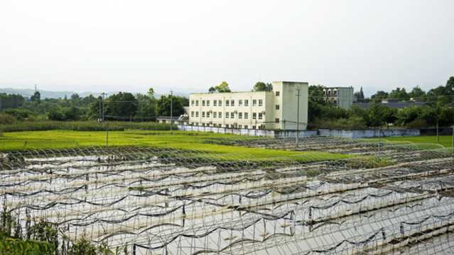 農(nóng)田