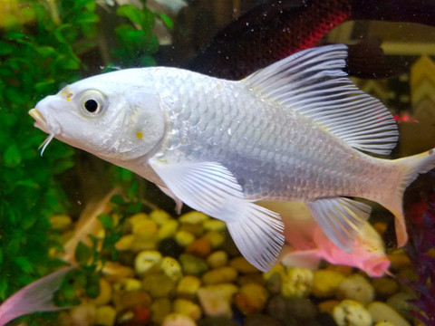 觀賞魚(yú)