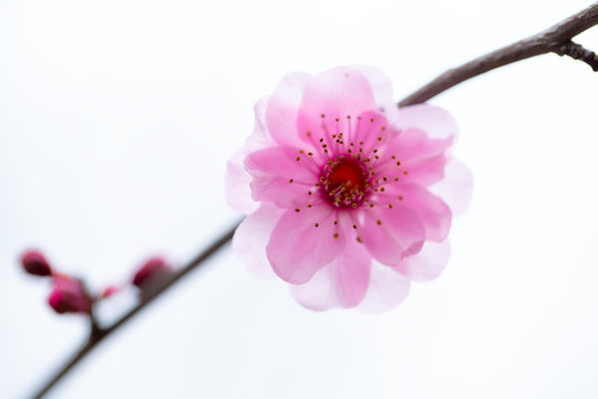透明桃花